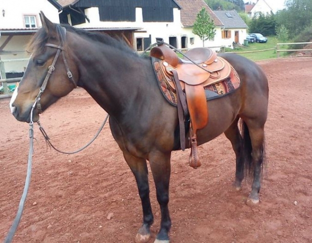 Equitation western dans le Bas Rhin